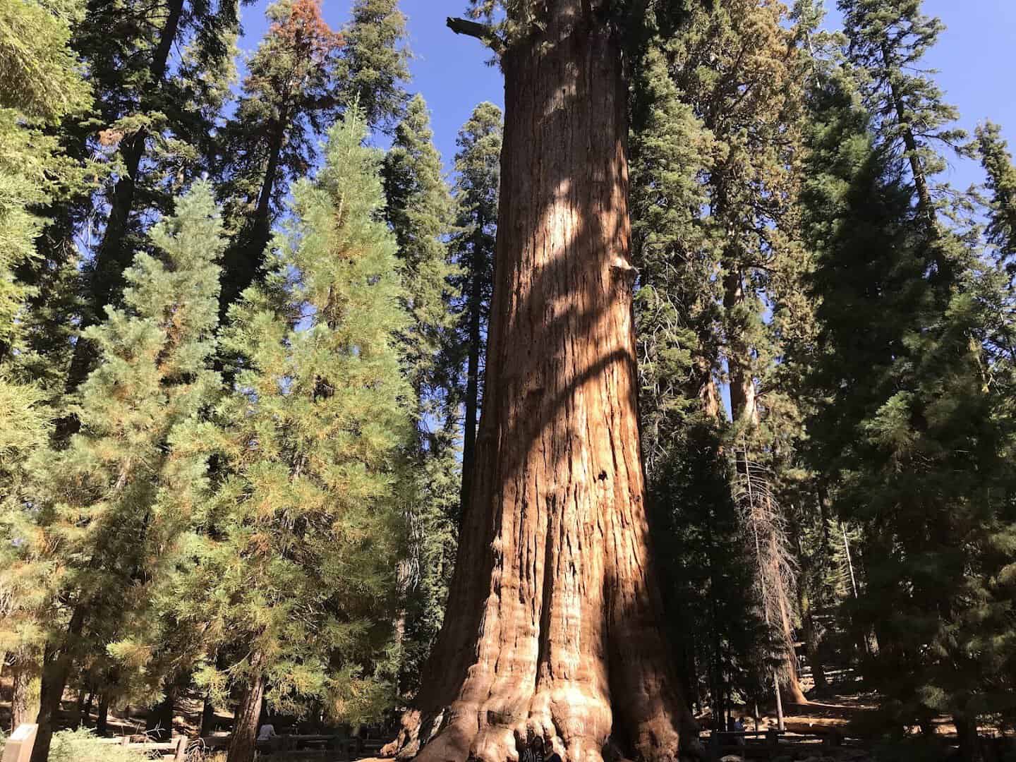Towering giant sequoia trees in the Giant Forest of Sequoia National Park, California