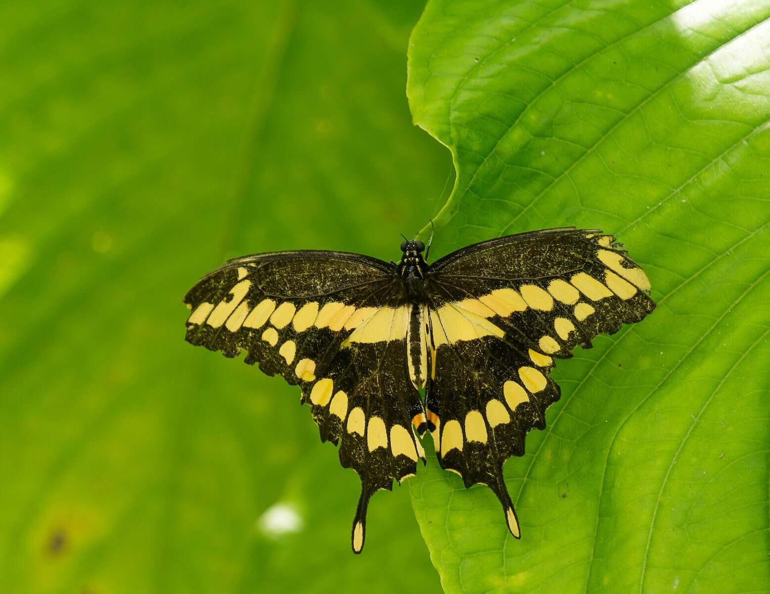 A giant swallowtail butterfly, one of the 240-plus species recorded at the National Butterfly Center in Mission, Texas