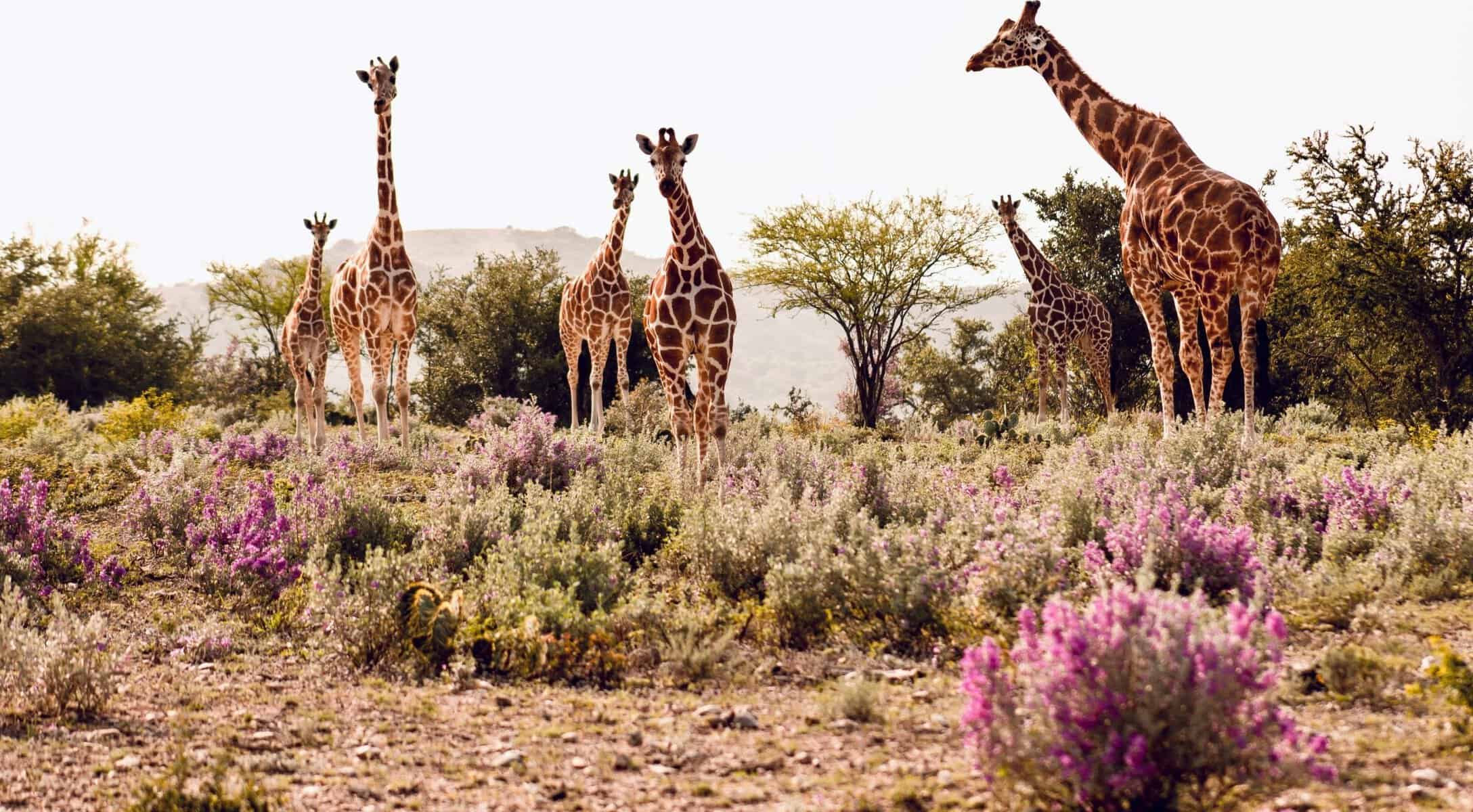Herd of giraffes among Hill Country wildflowers at Ox Ranch in Uvalde, Texas
