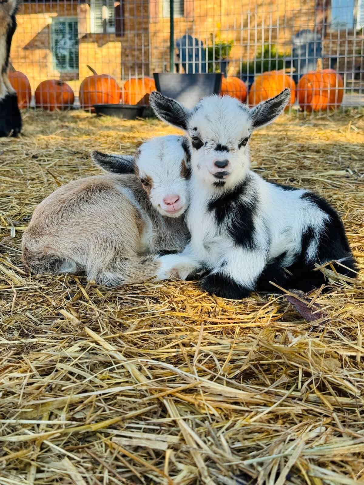 Goat resting in hay at Huddin Homestead Fun Farm in Rockwall, Texas