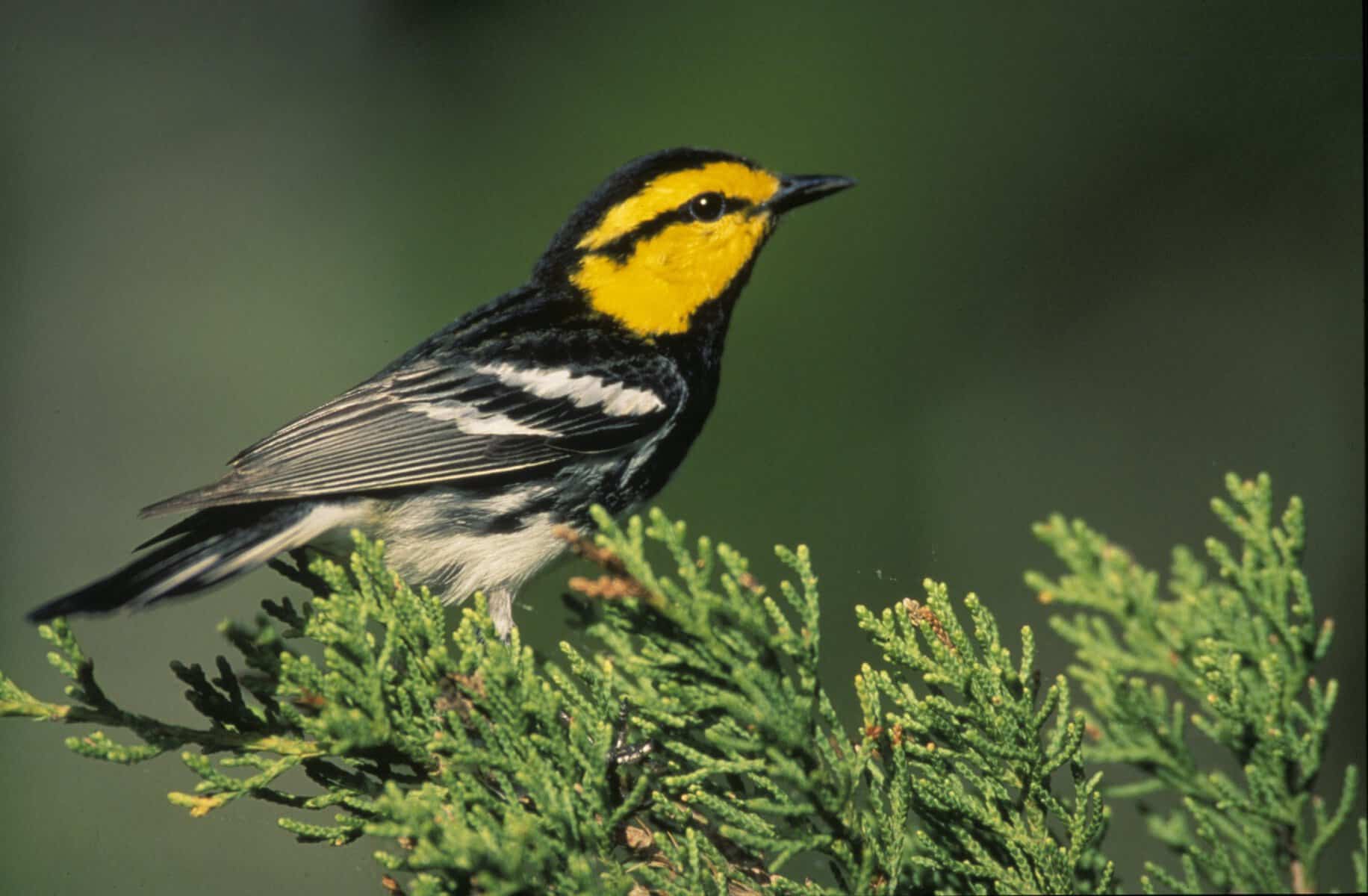 Male golden-cheeked warbler perched on Ashe juniper at Pedernales Falls State Park