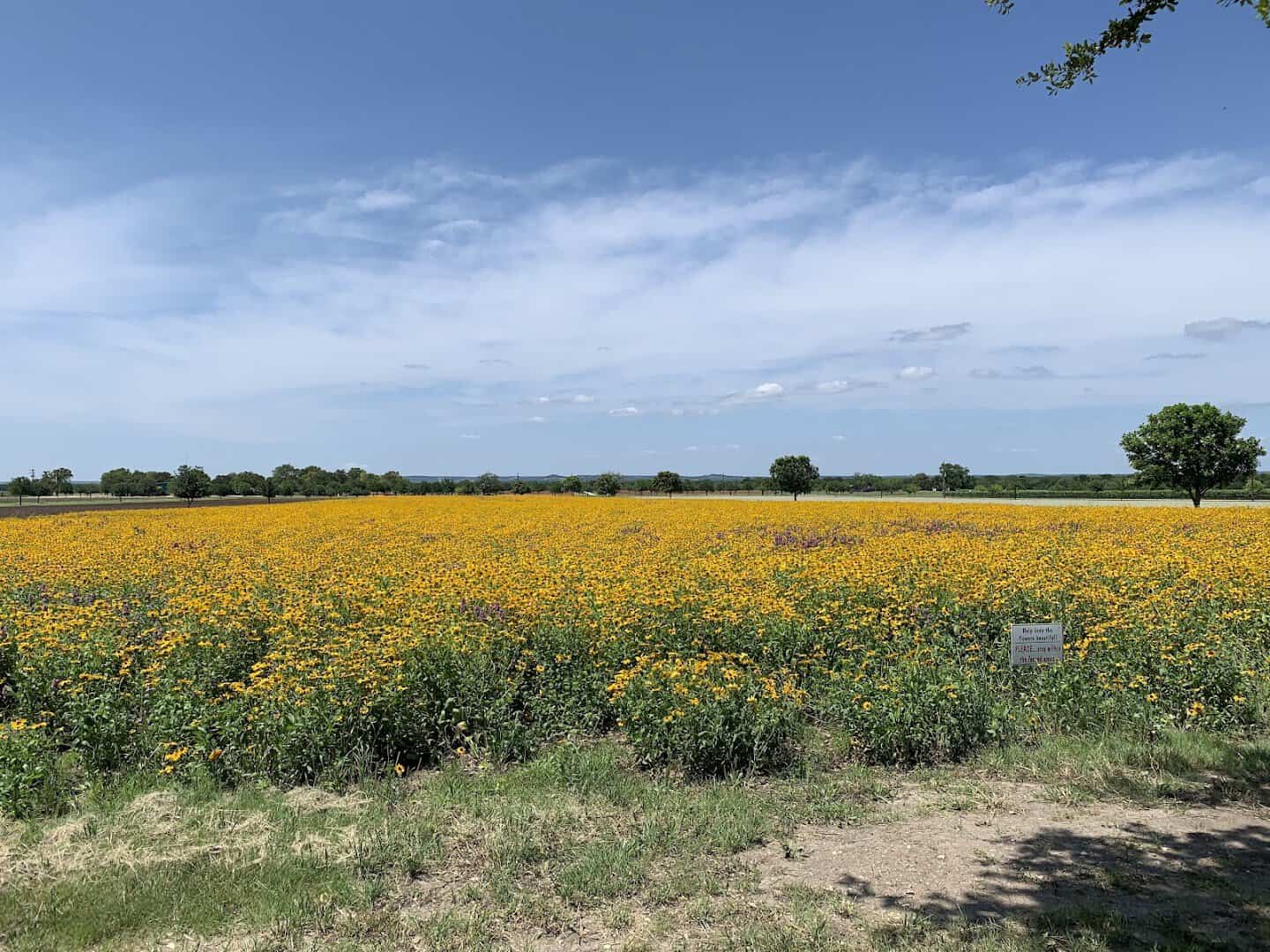 Sweeping field of golden summer wildflowers at Wildseed Farms in Fredericksburg, Texas