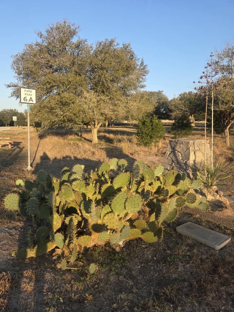 Prickly pear and brushland along a chaparral trail at Goliad State Park