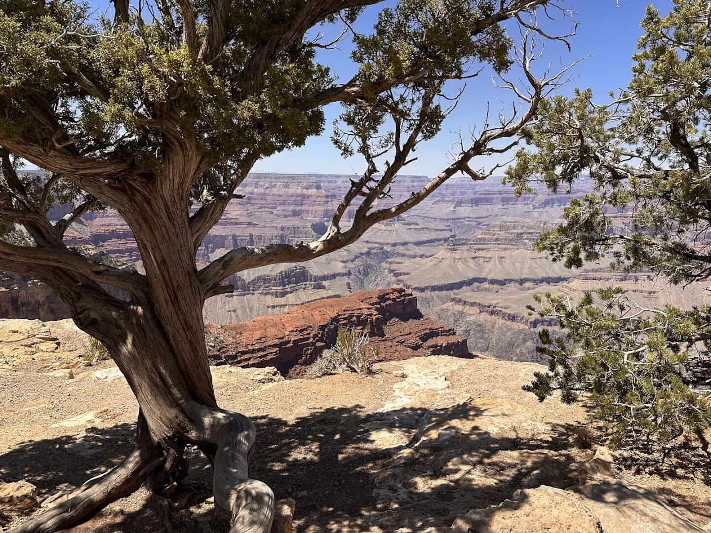 Grand Canyon South Rim vista framed by a juniper tree, Arizona