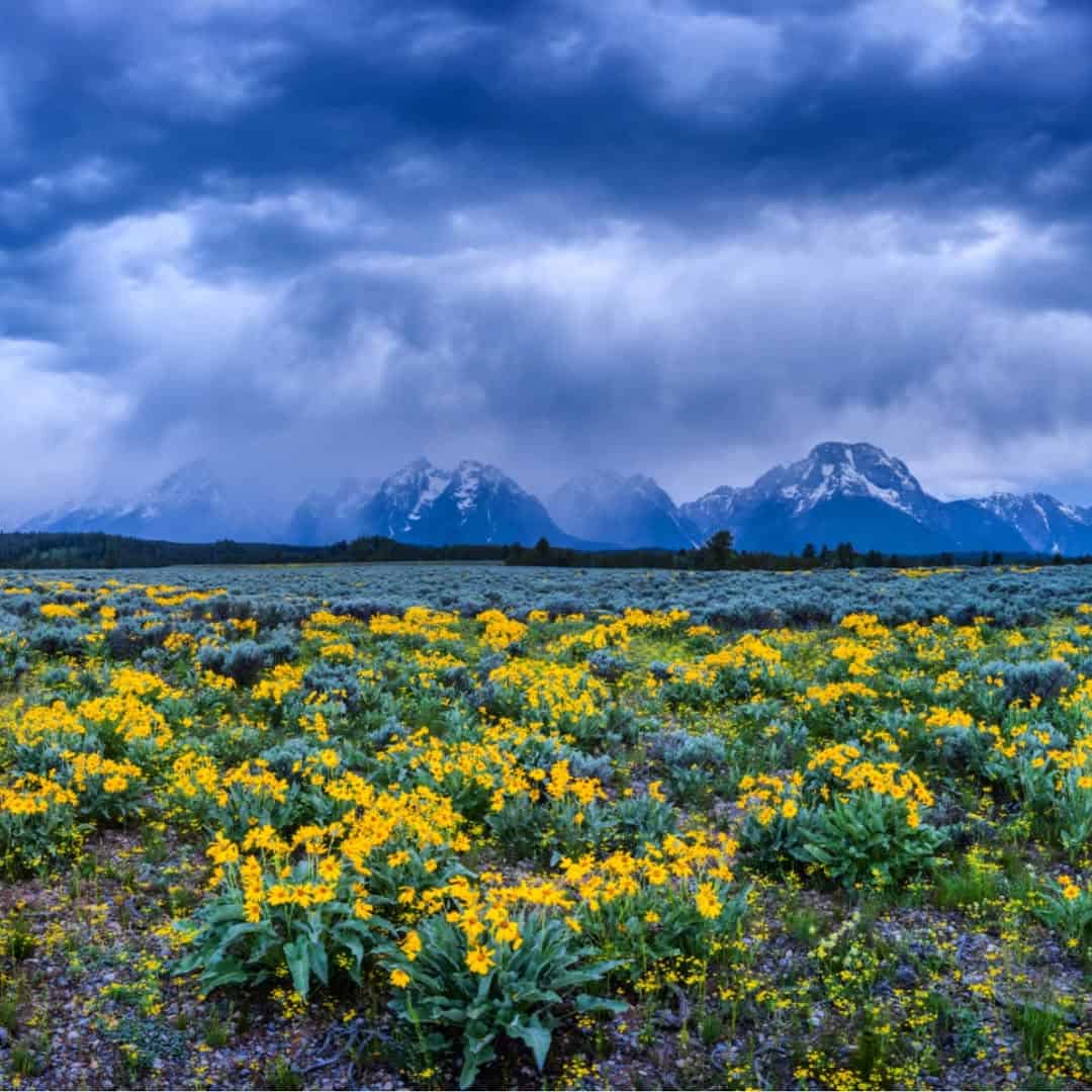 The Teton range rising over a wildflower meadow, Grand Teton National Park, Wyoming