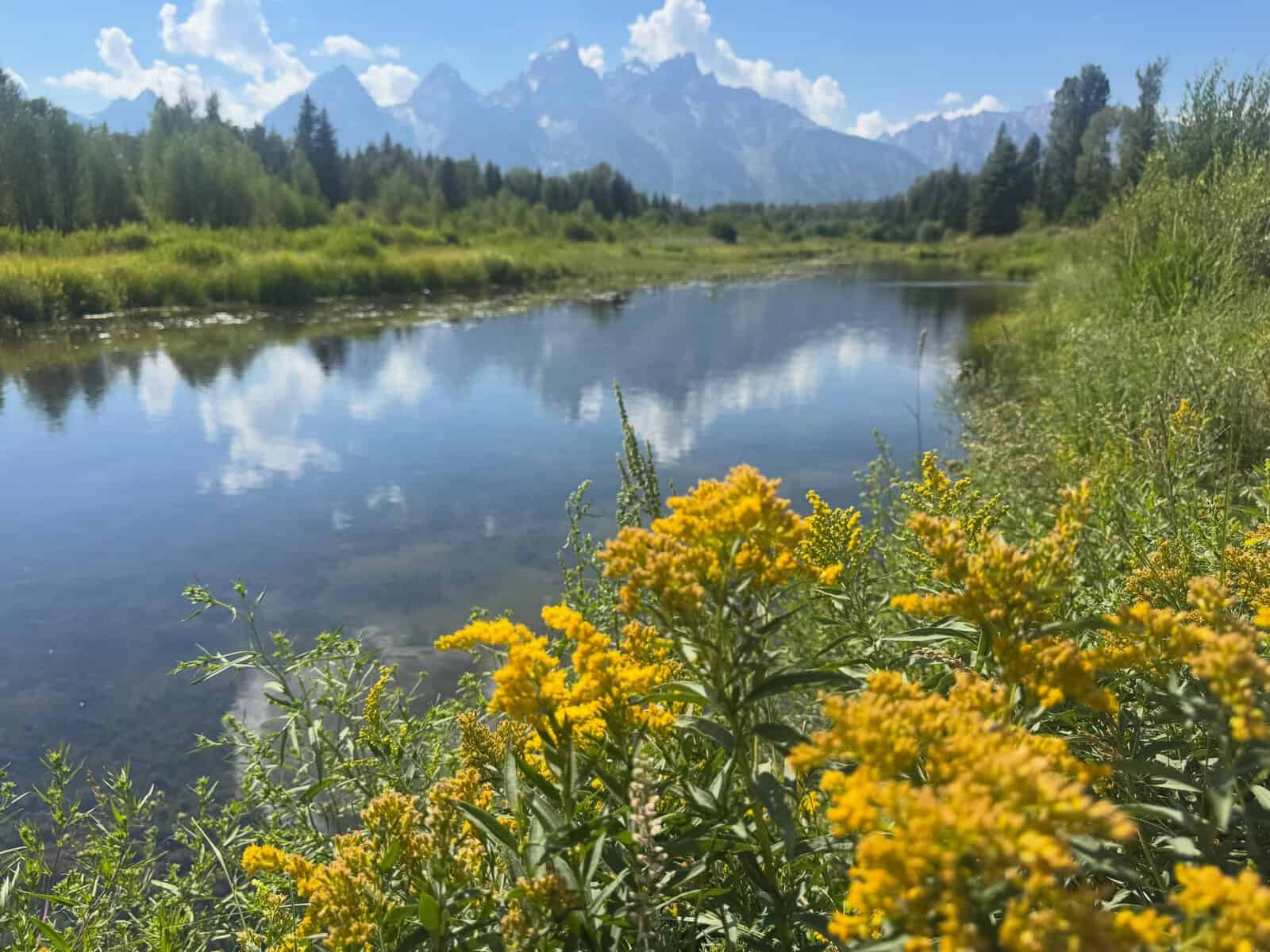 Teton Range reflected in still water with wildflowers, Grand Teton National Park, Wyoming