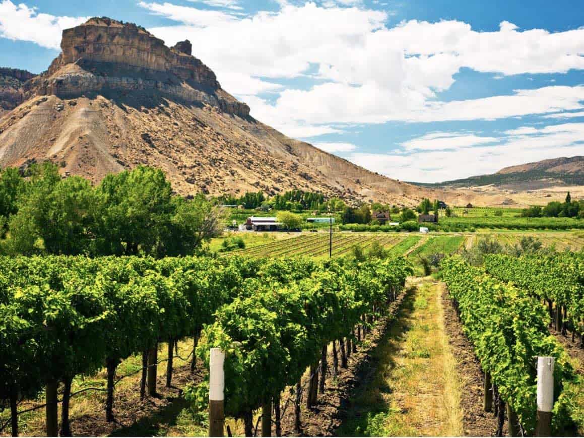 Vineyard below the mesa in Grand Valley wine country near Palisade, Colorado