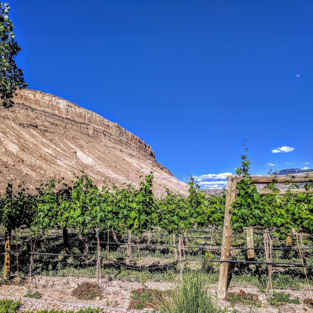Vineyard rows below the Book Cliffs mesa in the Grand Valley near Palisade, Colorado