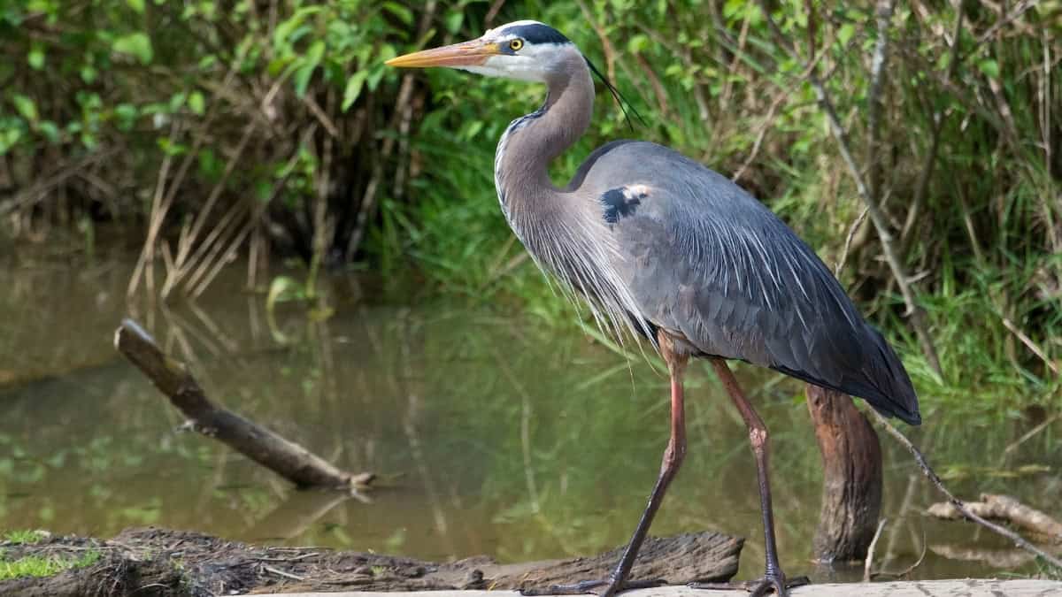 A great blue heron at the water's edge at River Legacy Park in Arlington