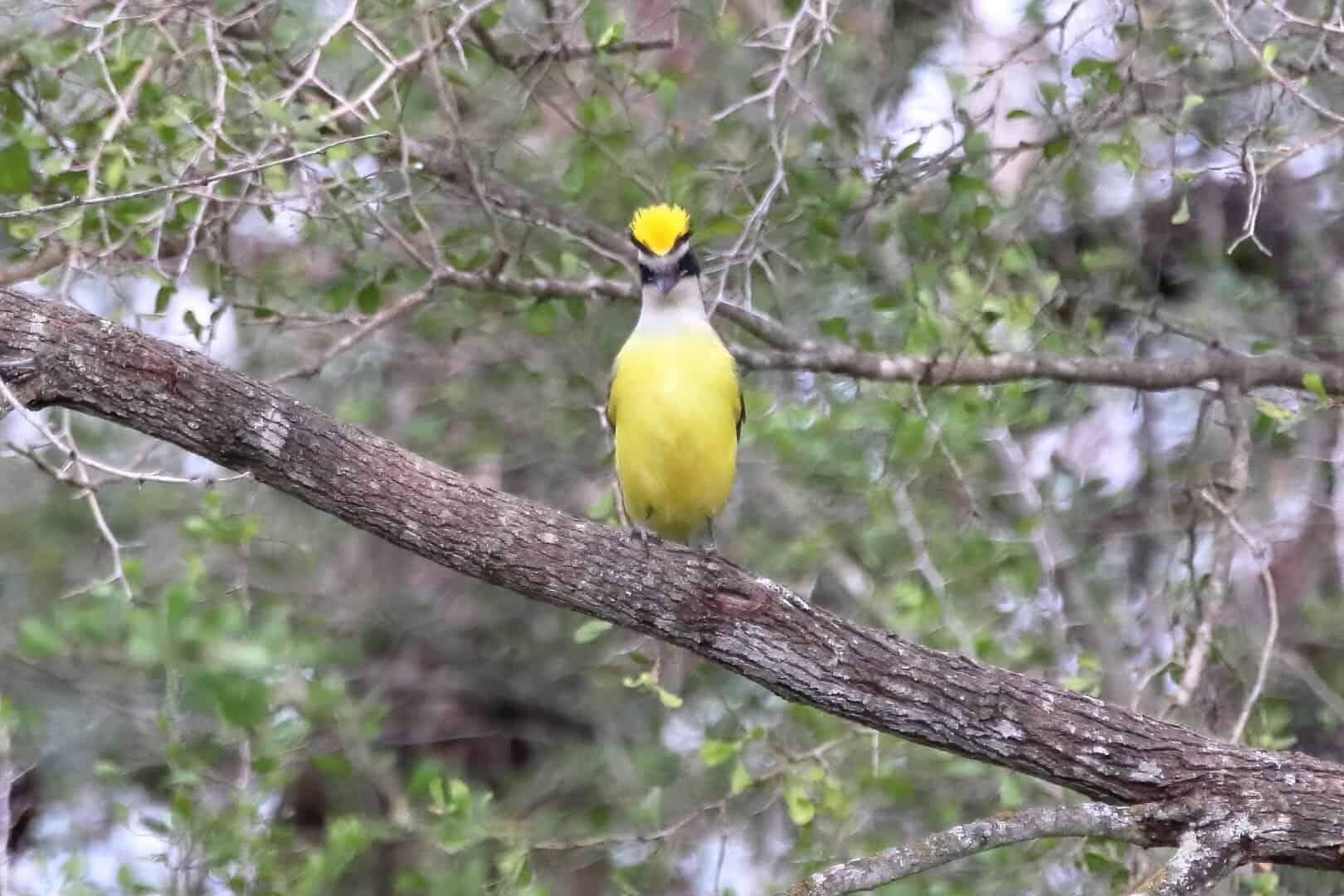 A great kiskadee perched at Bentsen-Rio Grande Valley State Park