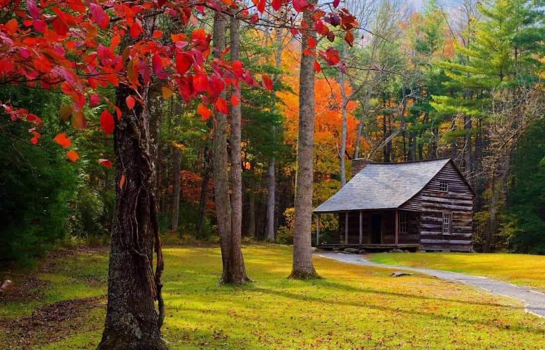 Autumn foliage and a historic log cabin in Great Smoky Mountains National Park