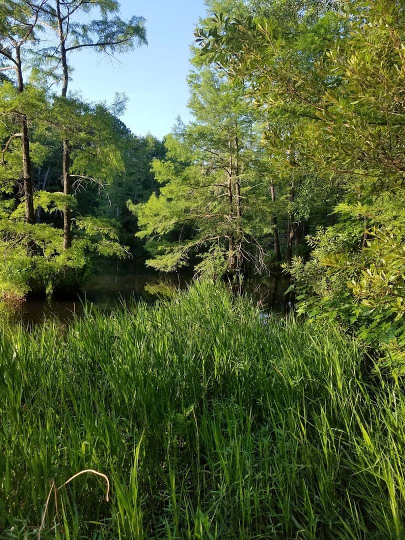 Lush green creek and forest along Spring Creek Greenway