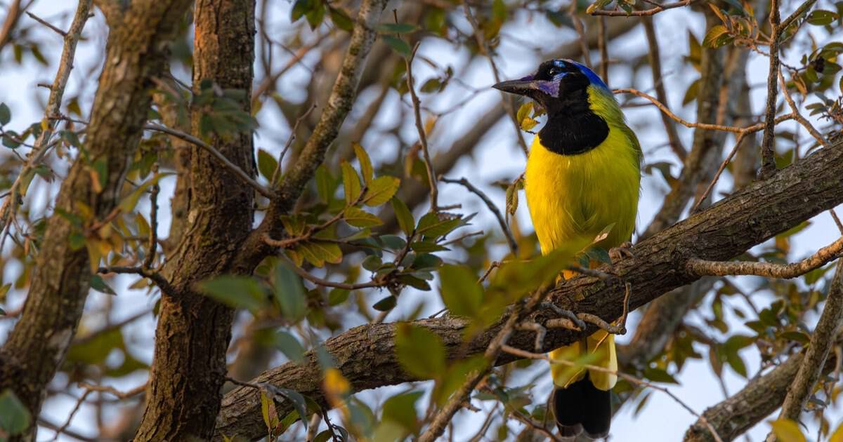 This Texas Wildlife Refuge Is a Birdwatcher’s Paradise Best Explored in May