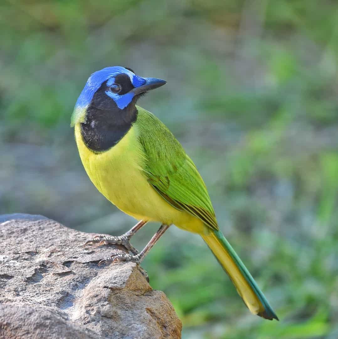 A green jay perched on a rock at Bentsen-Rio Grande Valley State Park