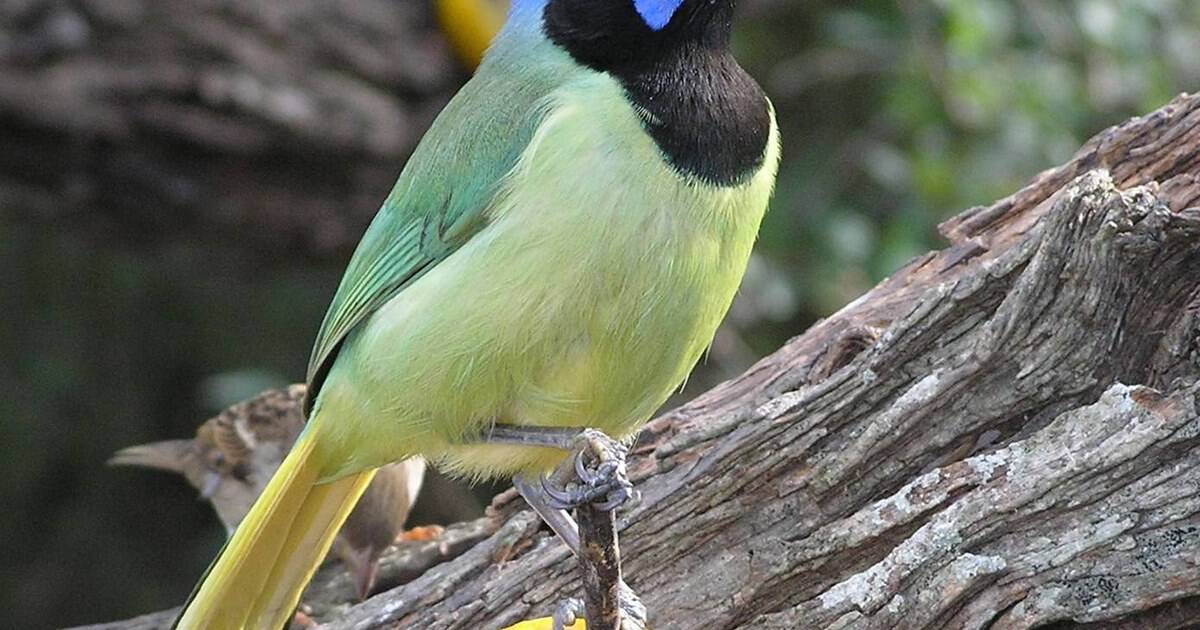 This Hidden Texas Nature Center Is a Shady Escape Full of Wild Trails and Rare Birds