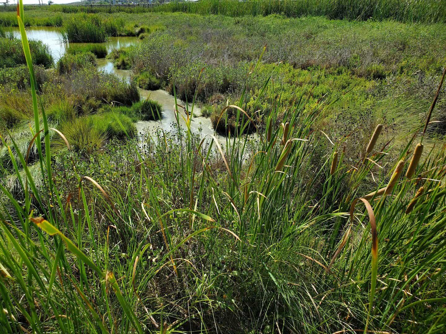 Green marsh grasses beside the boardwalk at Laguna Madre Nature Trail, South Padre Island