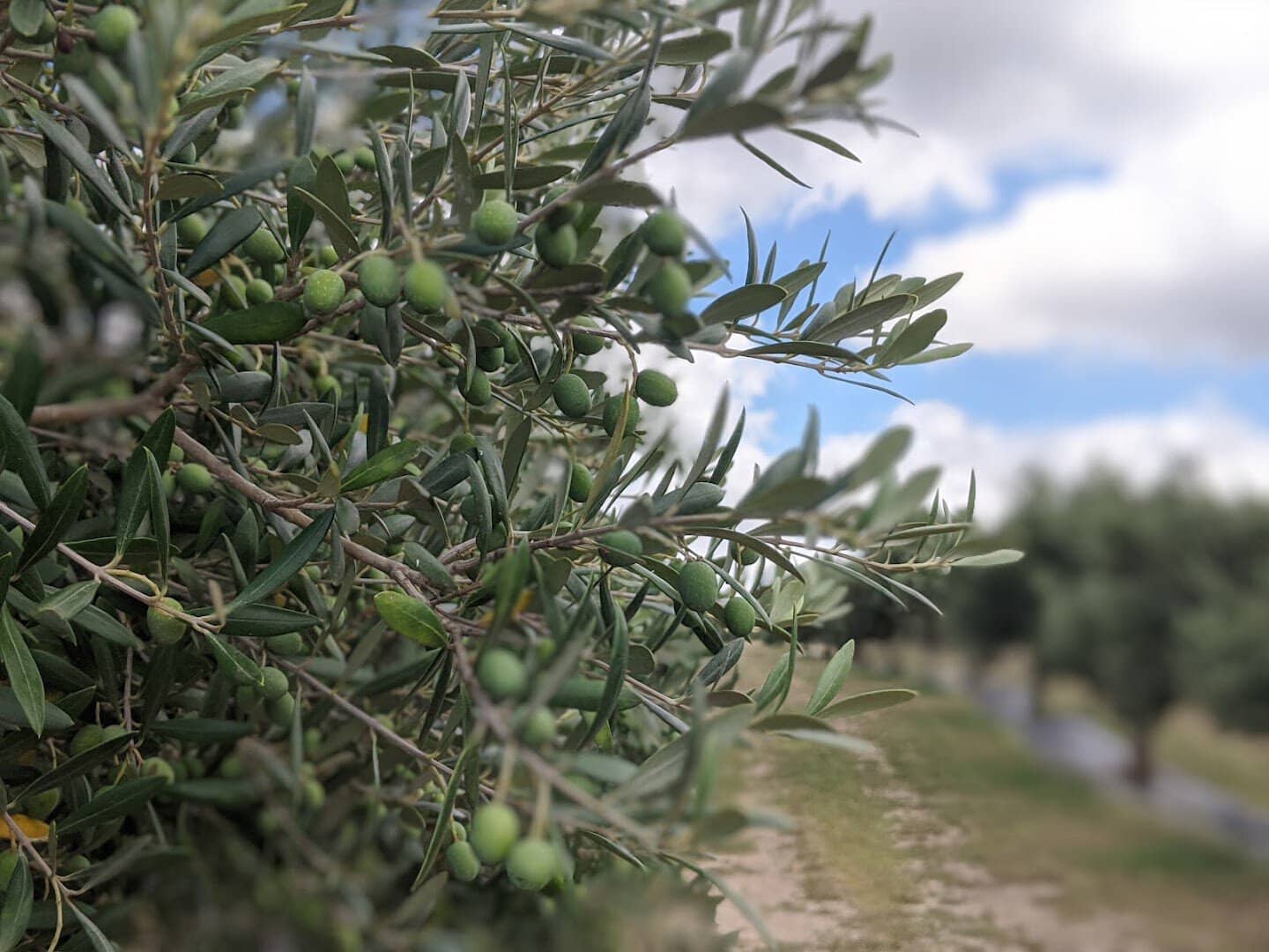 Green olives ripening on the branch at the Dripping Springs orchard
