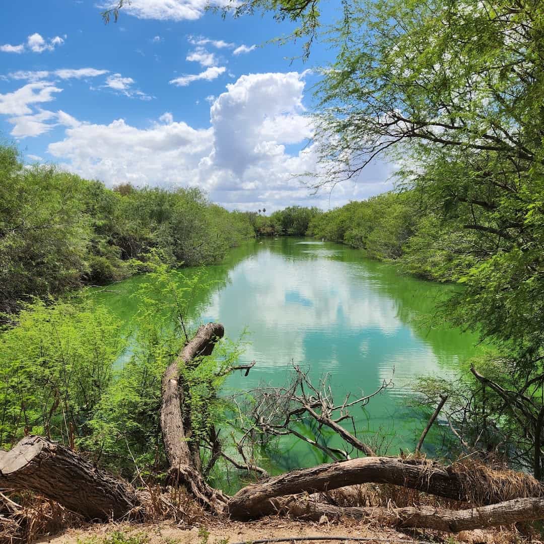 Green wetland pond with a fallen tree at Edinburg Scenic Wetlands in Edinburg, Texas