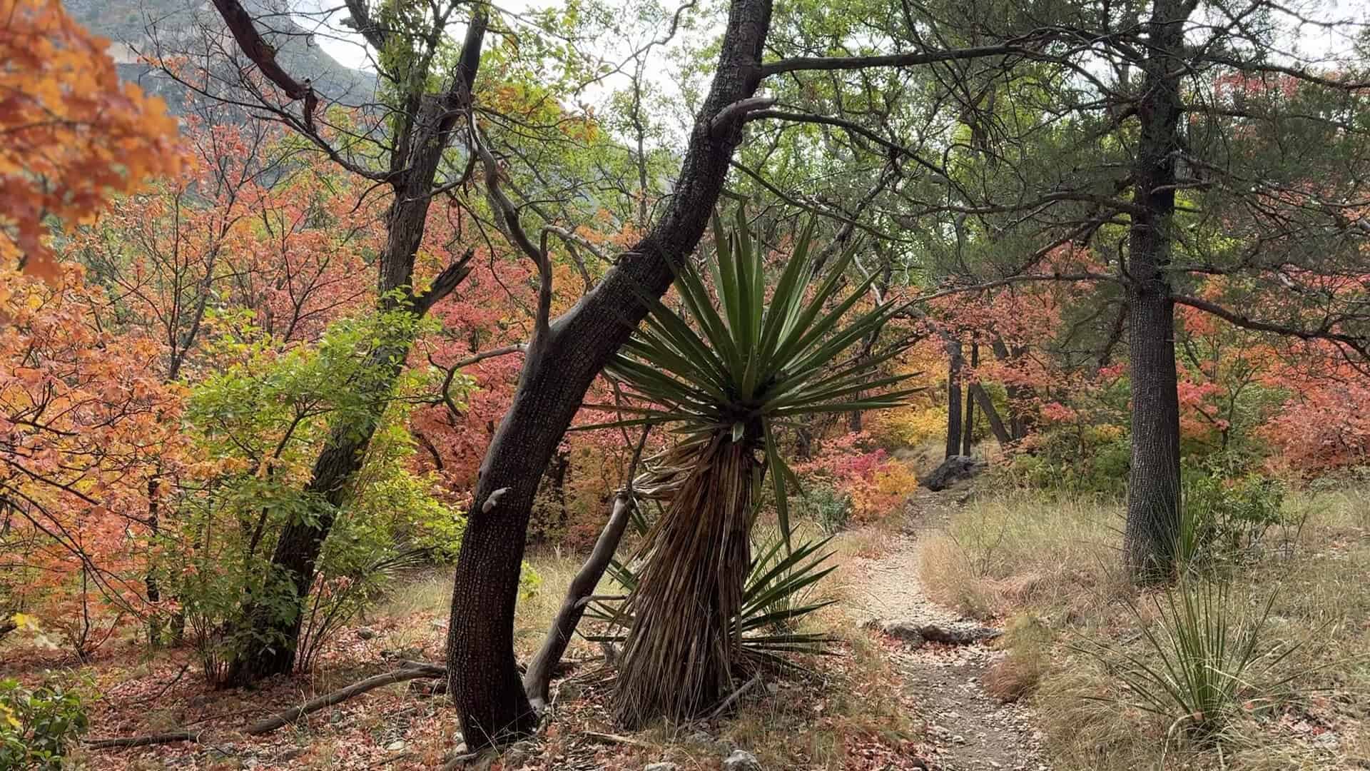 Bigtooth maples in red and orange fall color along the McKittrick Canyon trail in Guadalupe Mountains National Park, Texas