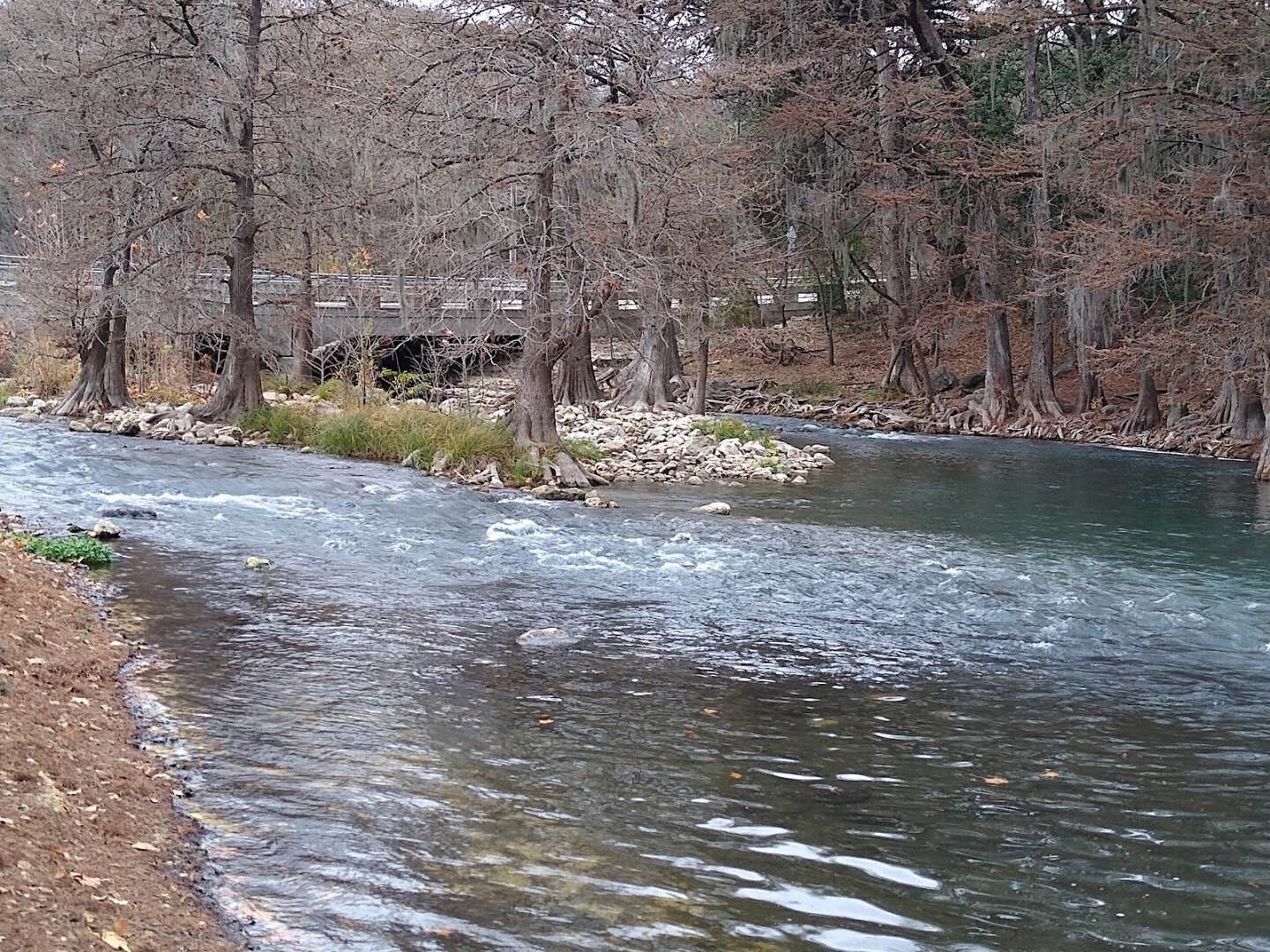 The Guadalupe River lined with cypress trees near Gruene, Texas