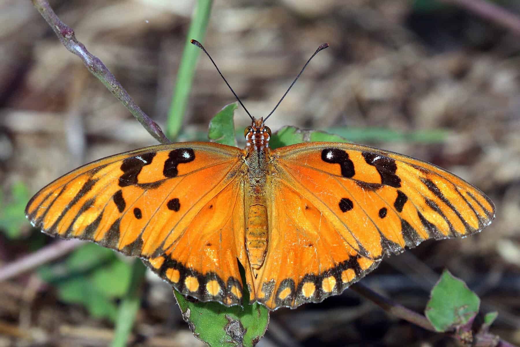 A gulf fritillary butterfly, one of the 240-plus species recorded at the National Butterfly Center in Mission, Texas