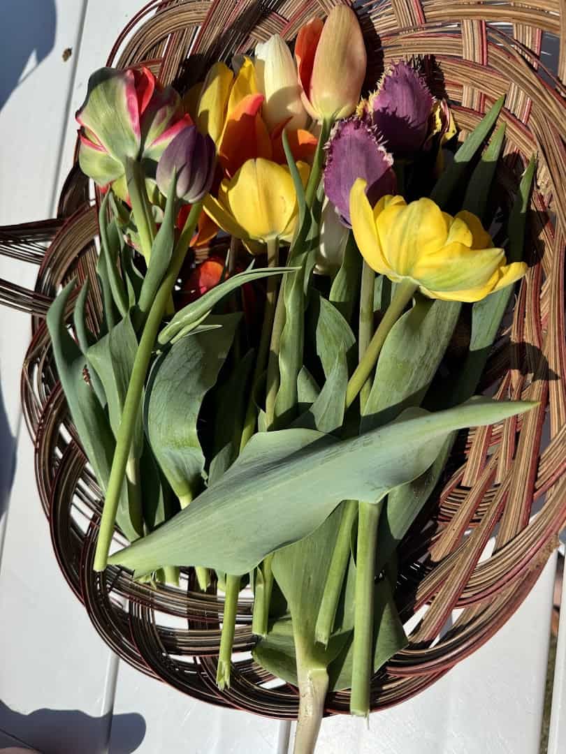 Hand picked bouquet of mixed tulips in a basket at Texas-Tulips in Pilot Point