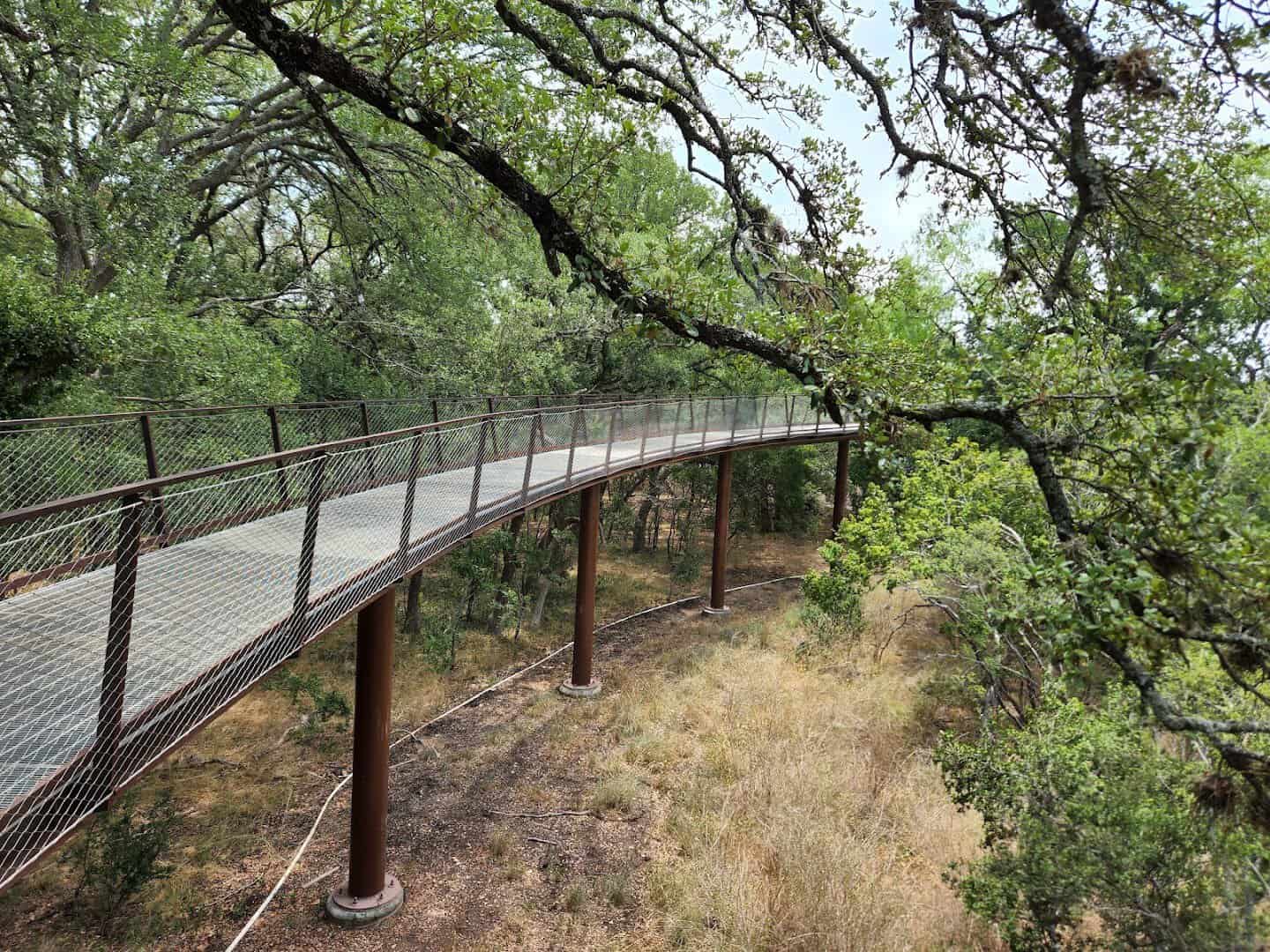 Elevated Skywalk trail curving through live oak trees at Phil Hardberger Park in San Antonio