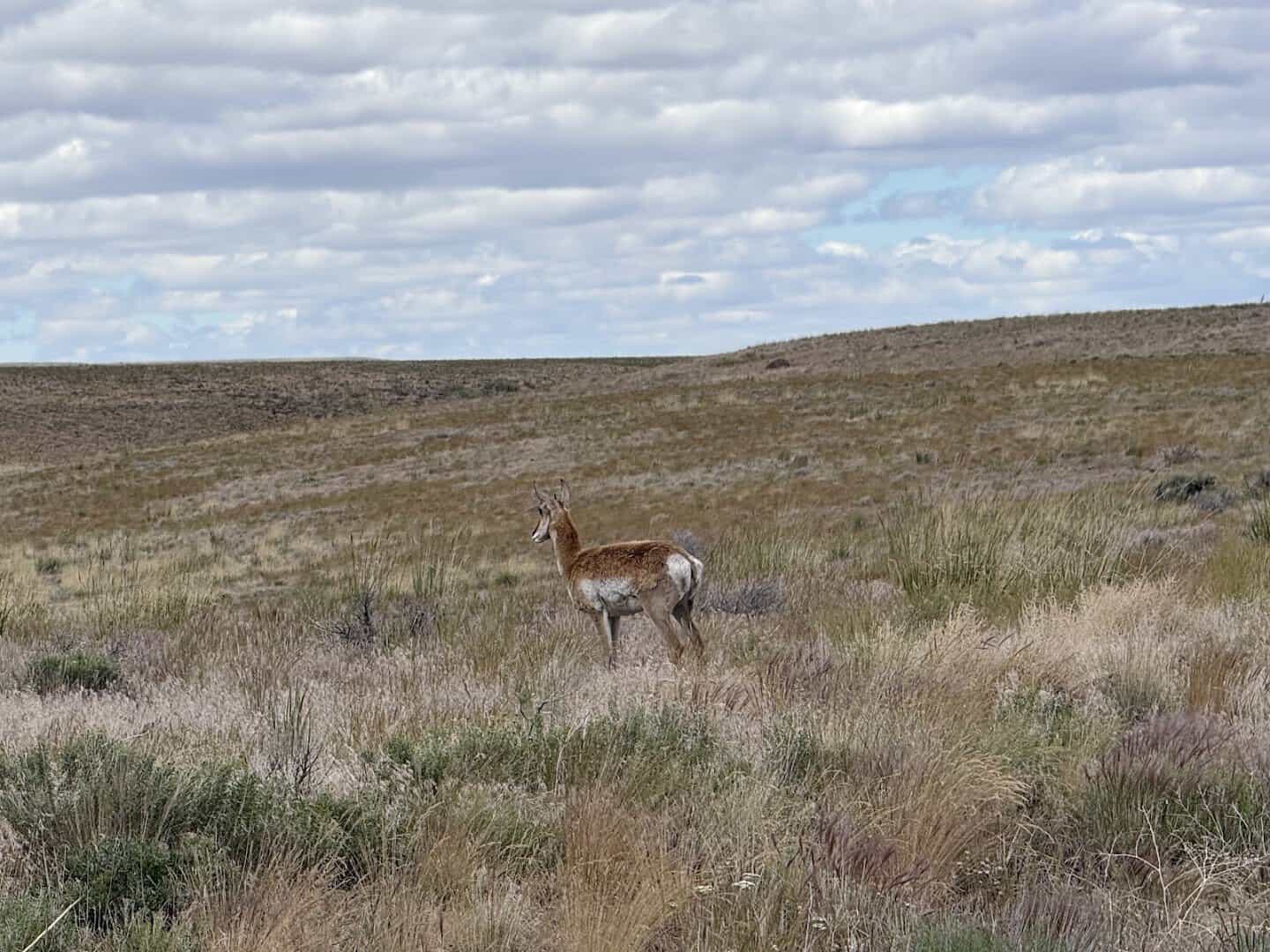 A pronghorn in the sagebrush of Hart Mountain National Antelope Refuge near Plush, Oregon