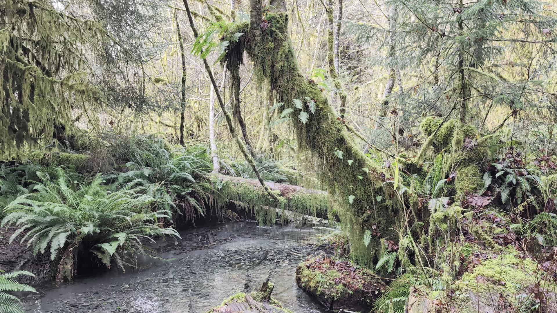 Moss-draped maple arching over the Hall of Mosses trail in the Hoh Rain Forest, Olympic National Park, Washington