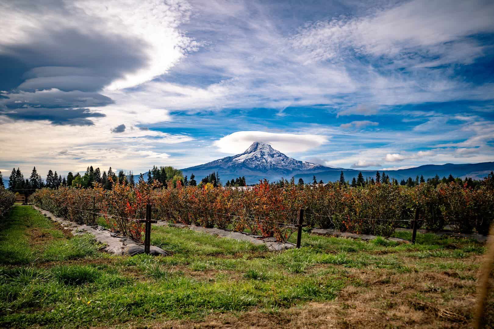 Apple orchard rows below snowcapped Mount Hood in autumn, Hood River, Oregon