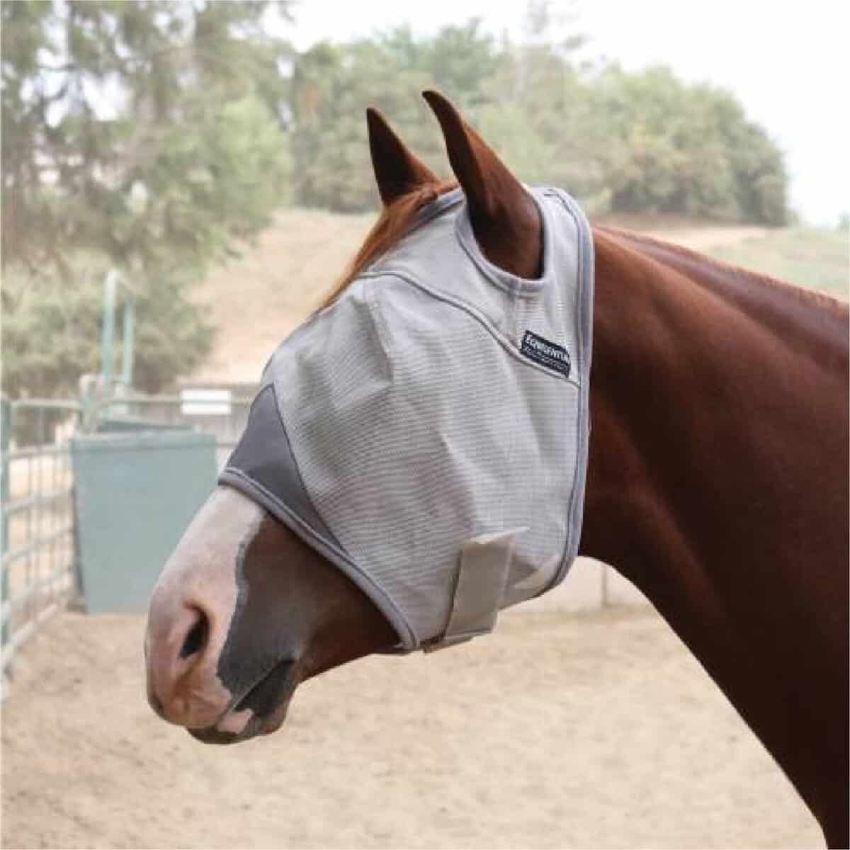 Horse in a fly mask from the equine health supplies at Teskey's in Weatherford, Texas