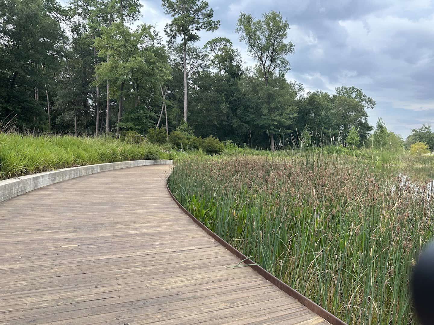 Wooden boardwalk curving through prairie marsh at the Houston Arboretum and Nature Center in Houston