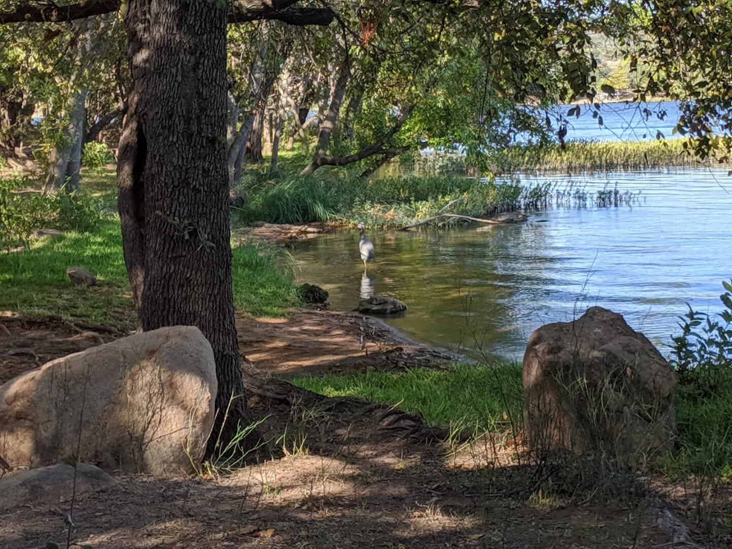 A heron standing in the clear shallow water at the edge of Inks Lake, Texas