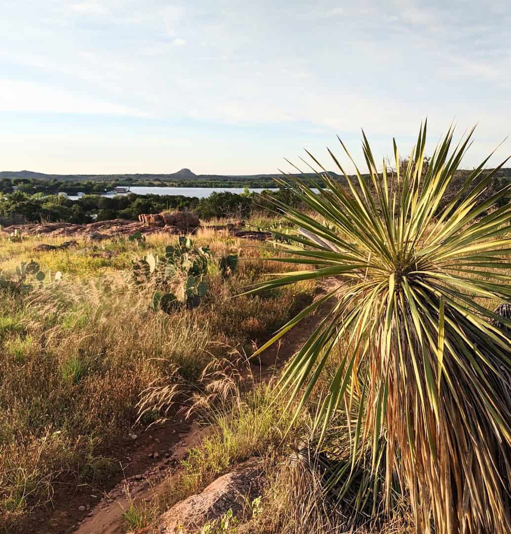A yucca overlooking the wide blue expanse of Inks Lake, Texas