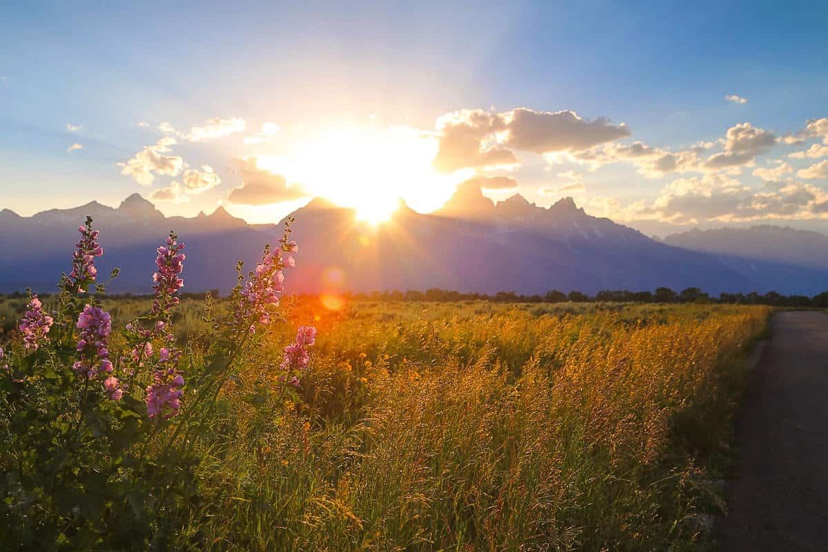 Sunset over the Grand Tetons and wildflowers near Jackson Hole, Wyoming