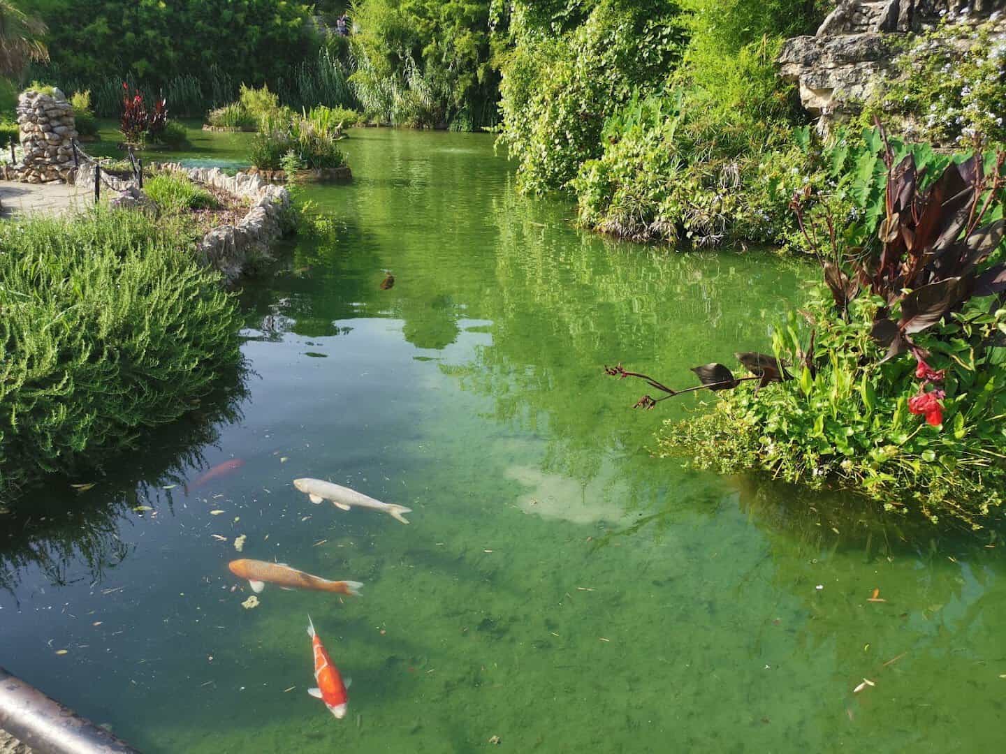 Orange and white koi in a pond at the Japanese Tea Garden in San Antonio