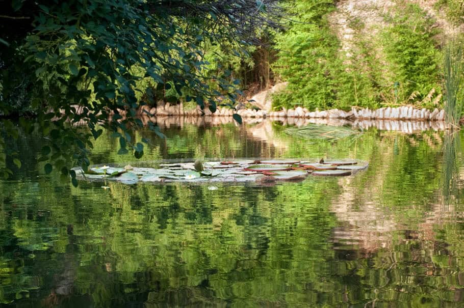 A still pond with lily pads and reflections at the Japanese Tea Garden in San Antonio