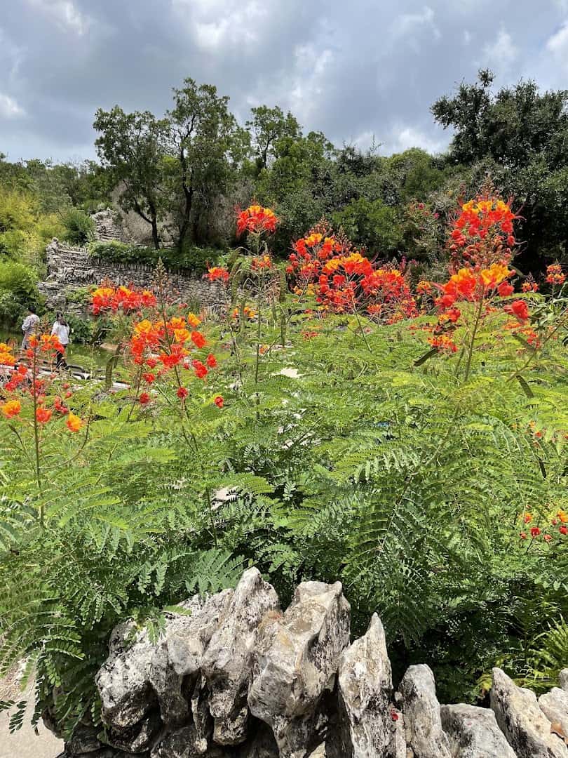 Red flowering blooms among the stonework at the Japanese Tea Garden in San Antonio