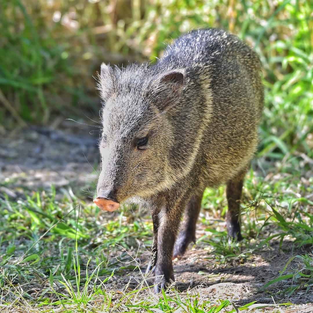 A javelina in the brush at Bentsen-Rio Grande Valley State Park