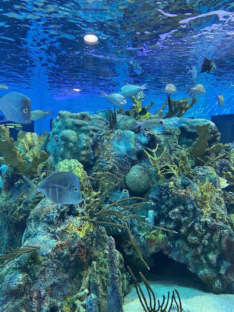 Coral reef and tropical fish at John Pennekamp Coral Reef State Park, Florida