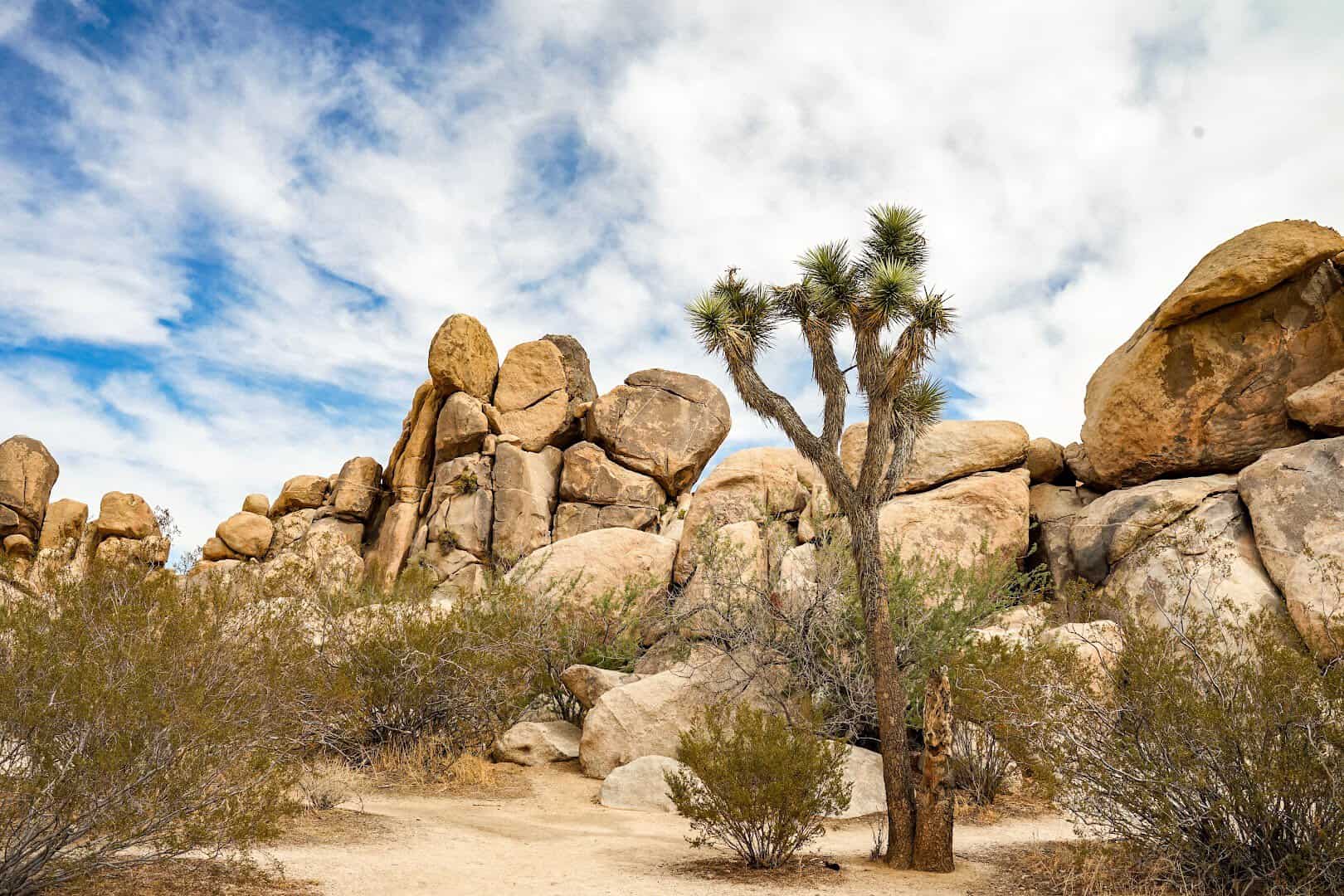 A Joshua tree among stacked granite boulders in Joshua Tree National Park, California