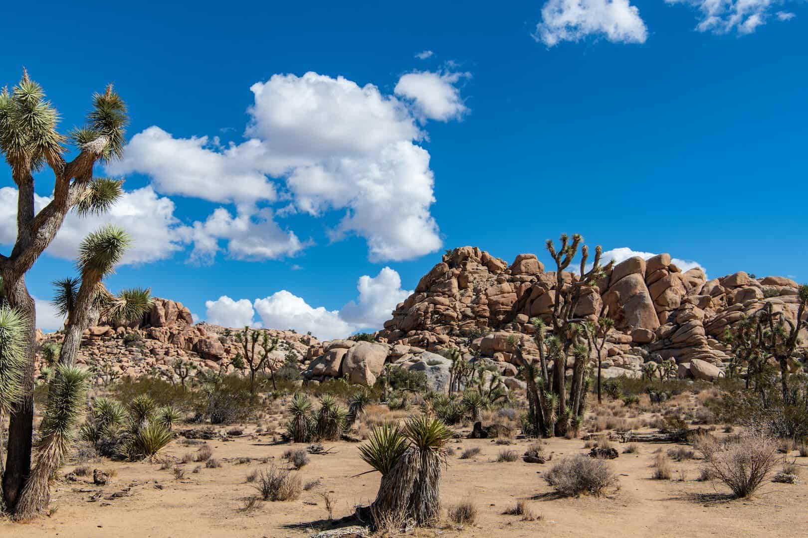 Joshua trees and boulders under a blue sky in Joshua Tree National Park, California