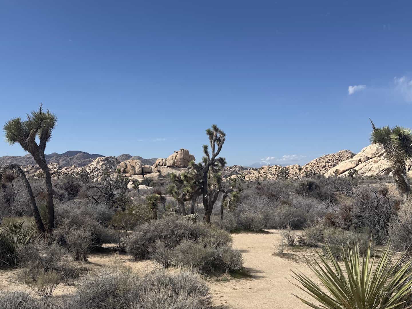 Joshua trees among desert boulders in Joshua Tree National Park, California