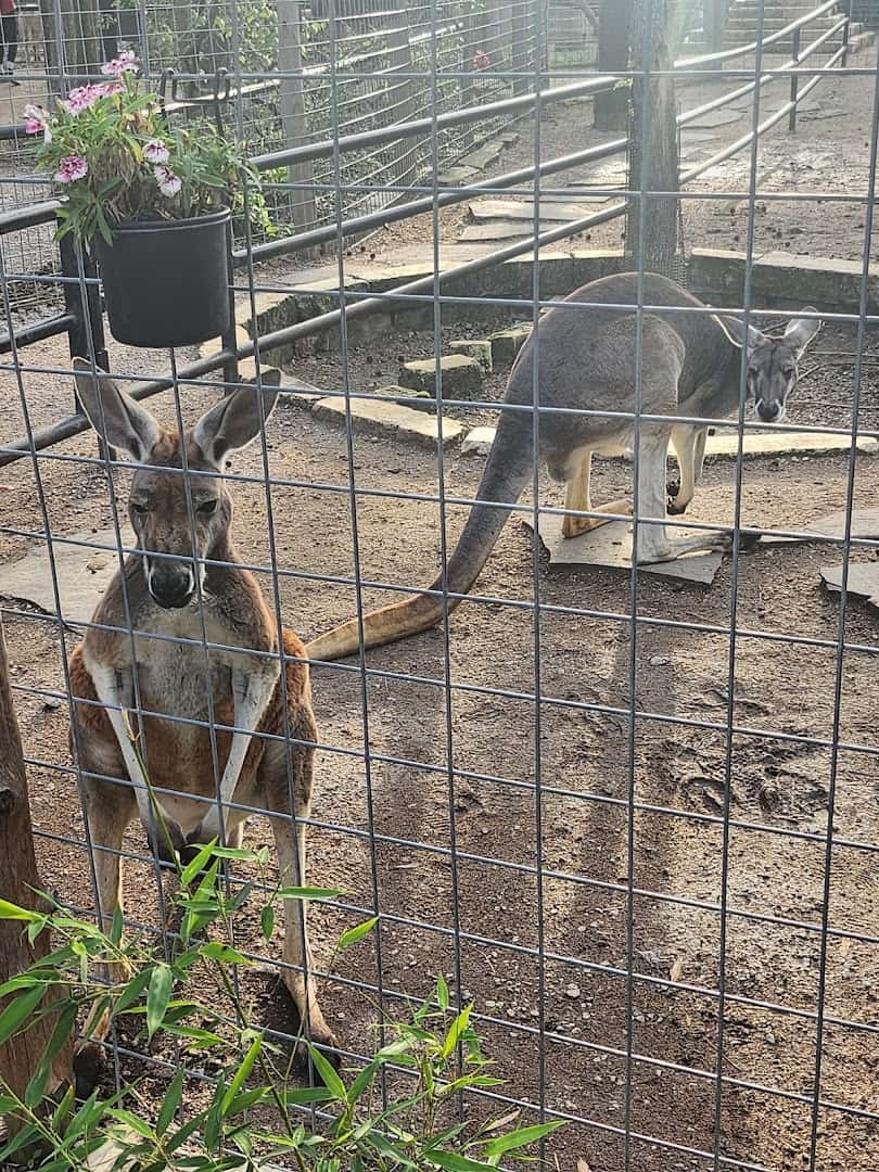 A kangaroo in its enclosure at the Houston Interactive Aquarium and Animal Preserve