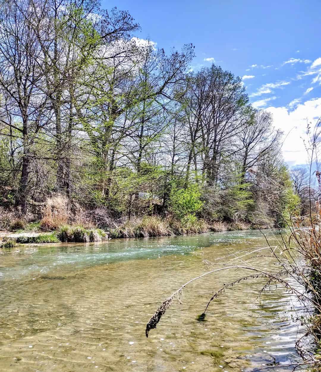 The clear green Guadalupe River lined with cypress trees at Kerrville, Texas