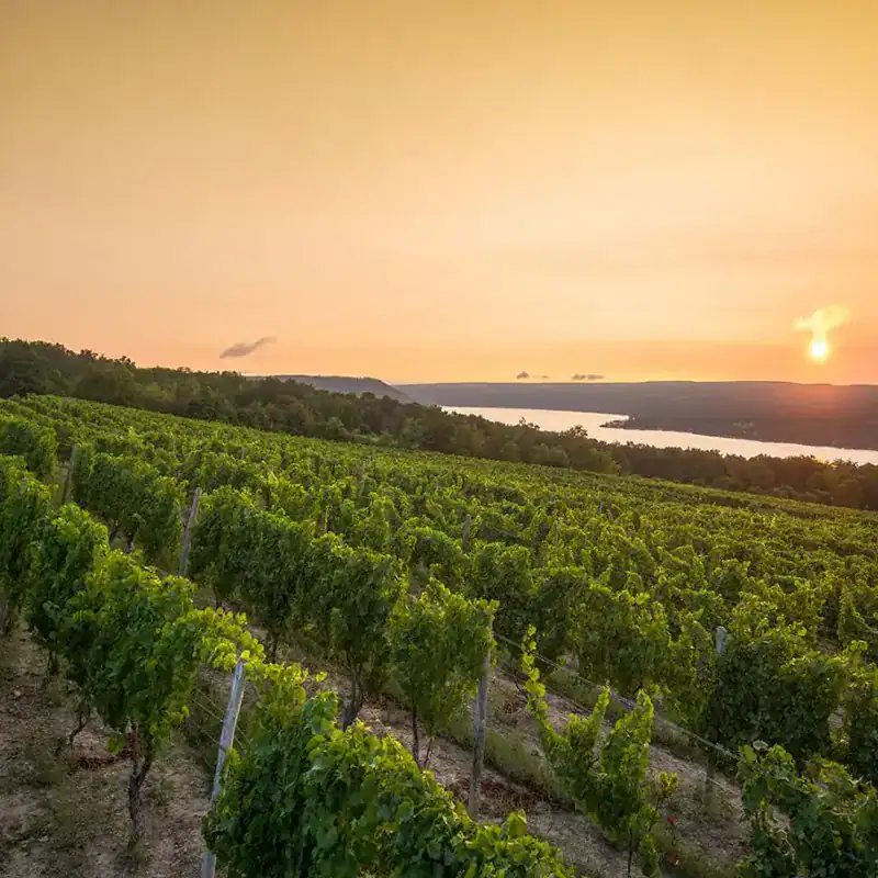 Vineyard rows above Keuka Lake at sunset near Hammondsport, New York