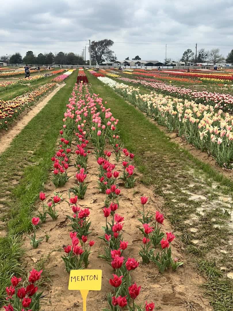 Labeled rows of red pink and white tulips at Texas-Tulips in Pilot Point