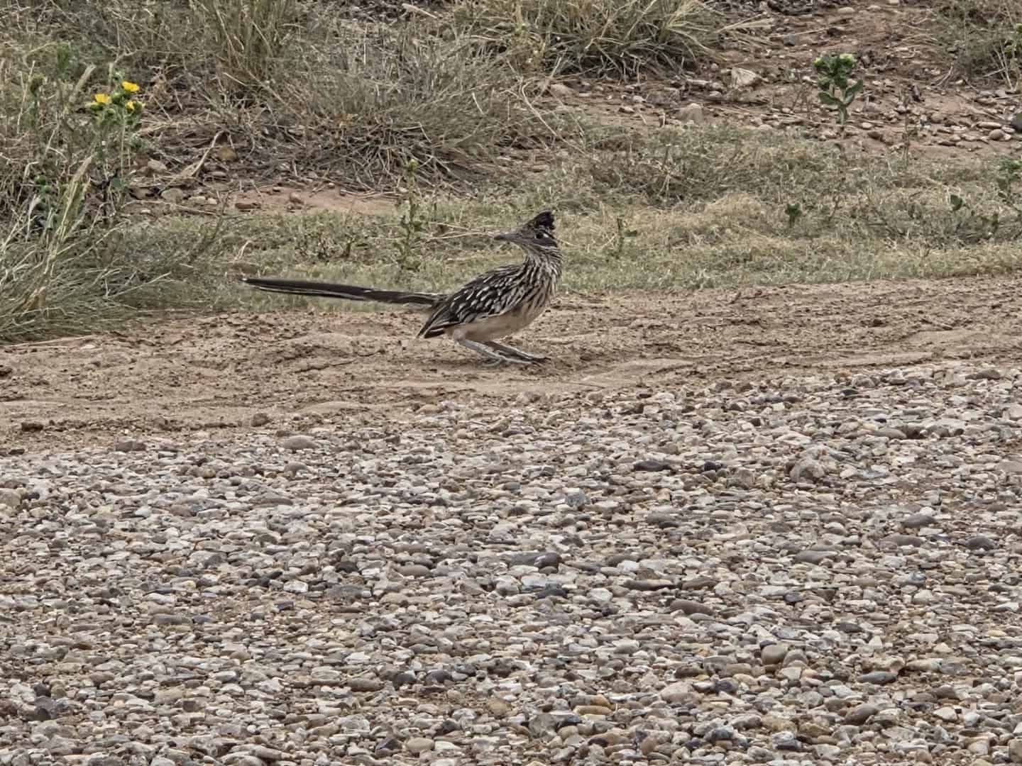 A roadrunner at Lake Meredith National Recreation Area