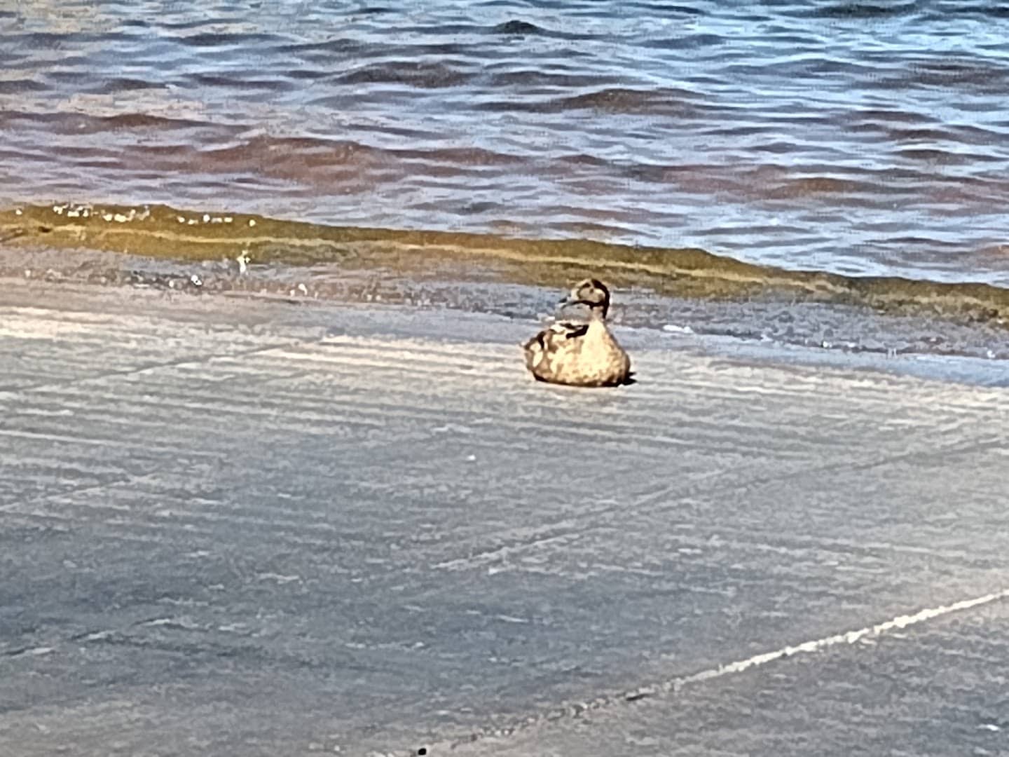 A duck along the shoreline at Lake Meredith