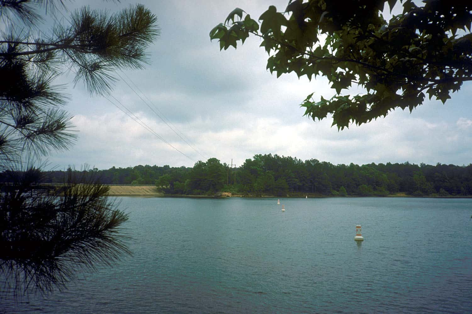 Open water at Lake O' the Pines framed by tall pines near Jefferson, Texas